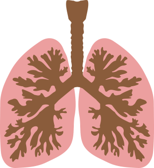 windpipe-149762_1280